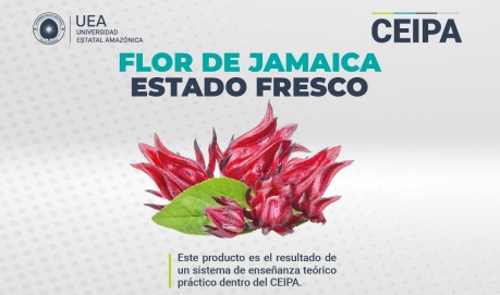 FLOR DE JAMAICA FRESCA - POR KILO