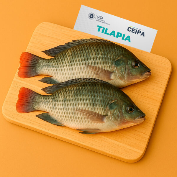 TILAPIA GRIS