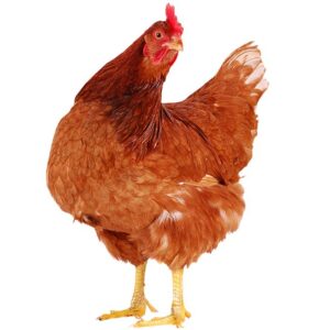 GALLINA PONEDORA EN PIE