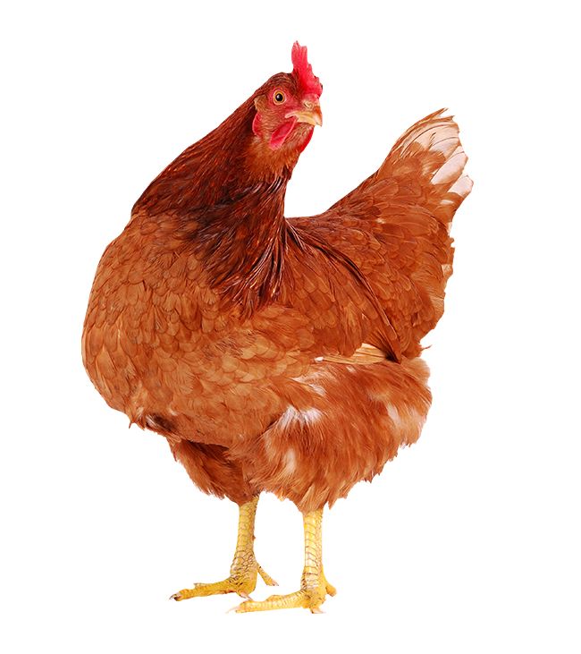 GALLINA PONEDORA EN PIE